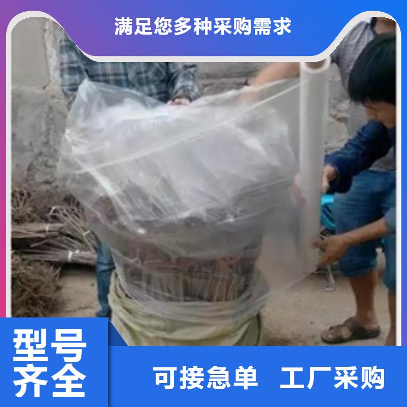 板栗苗廠家-更專業(yè)