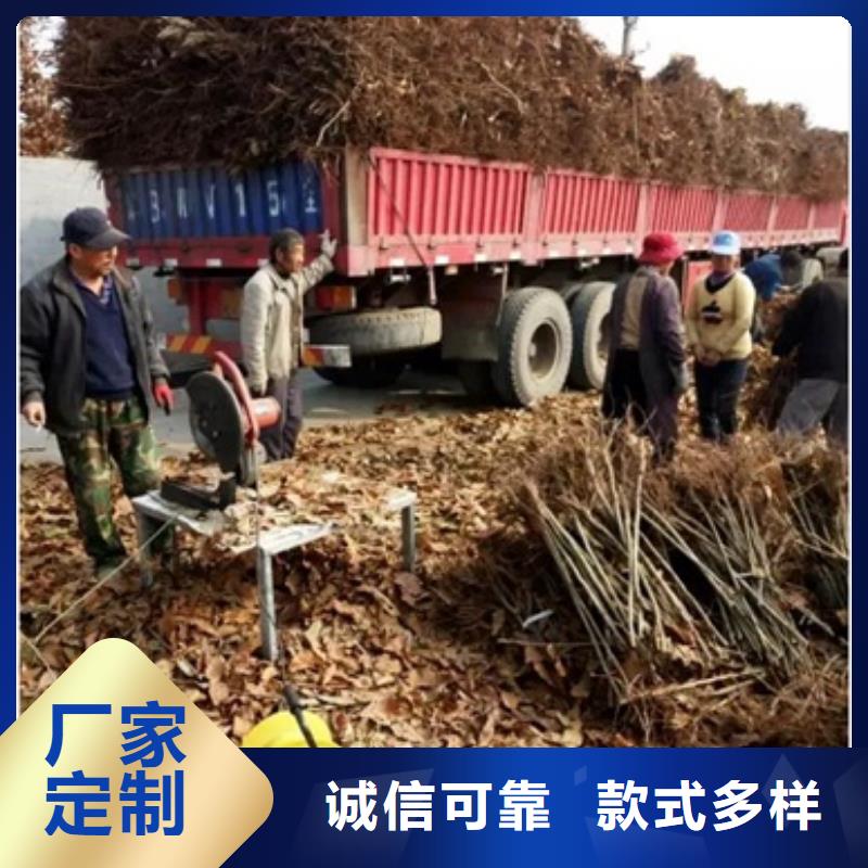 板栗苗報價真正讓利給買家