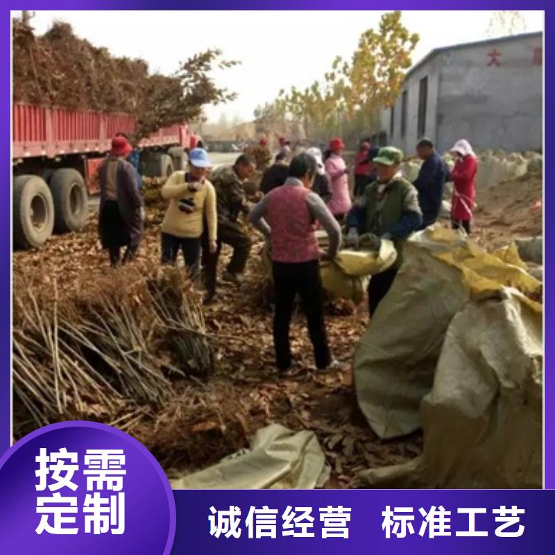 板栗苗、板栗苗價格