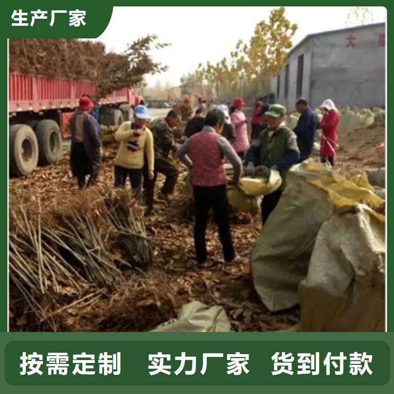 板栗苗廠家——十余年更專業(yè)
