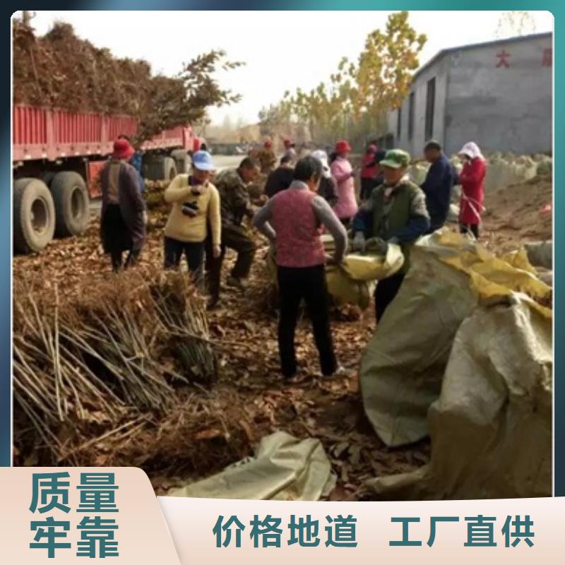 銷售板栗苗