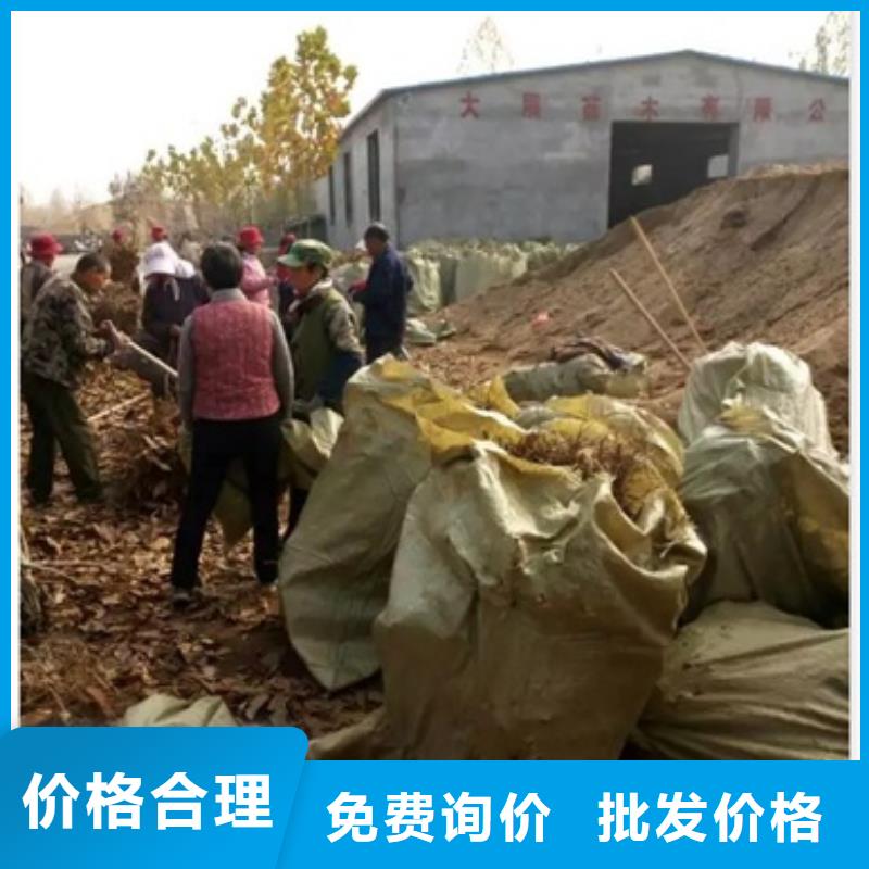 高品質板栗苗_板栗苗廠商