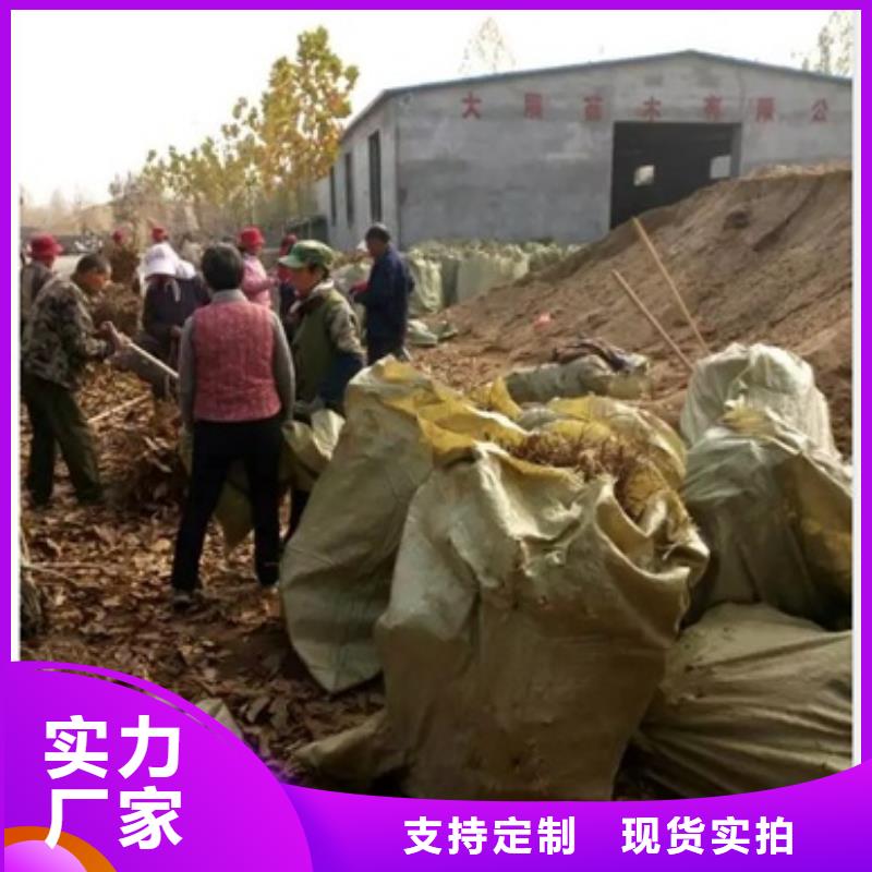 質量好的板栗苗廠家