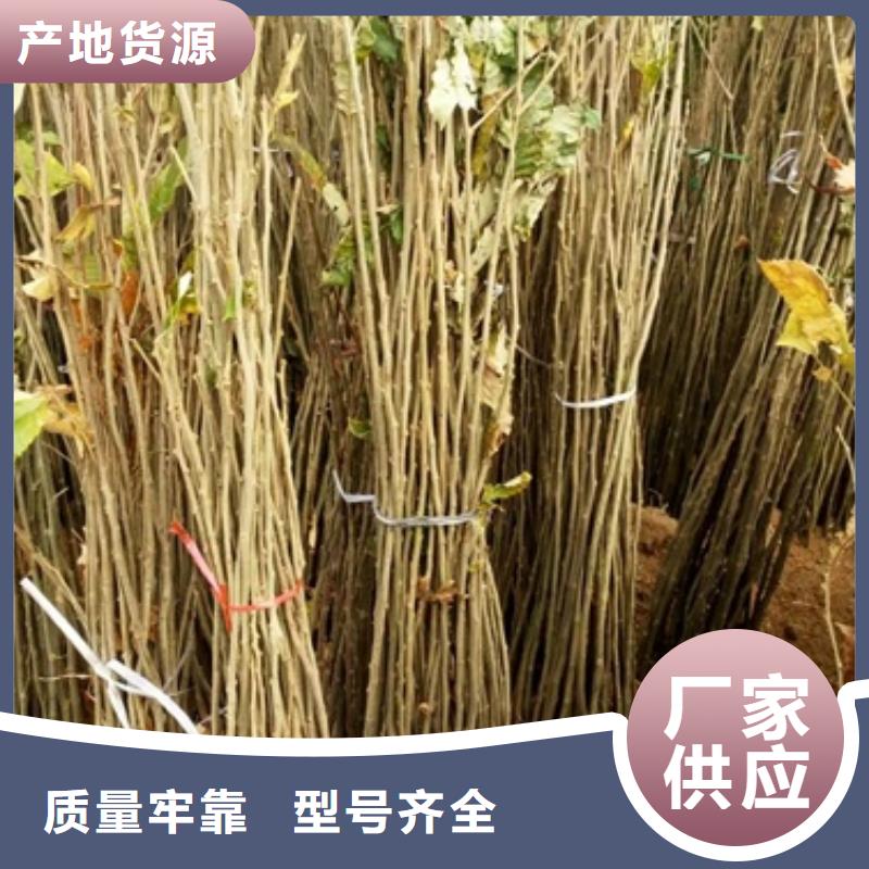 板栗苗、板栗苗生產廠家-發貨及時