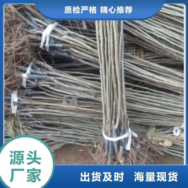 貨源充足的板栗苗實力廠家