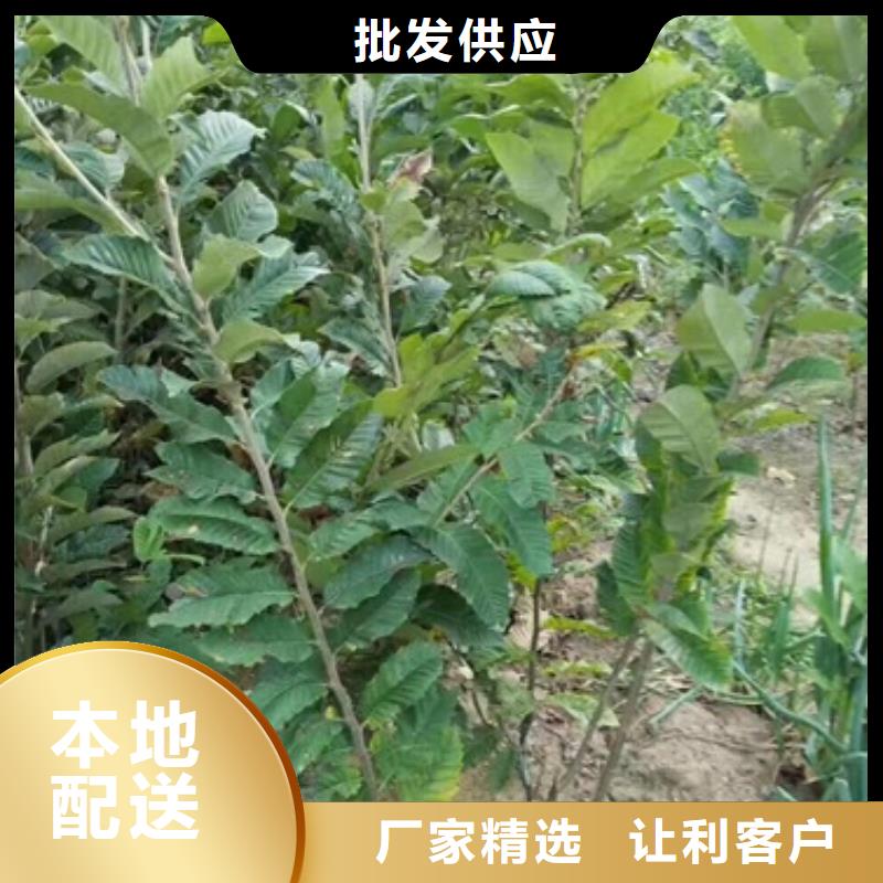 板栗苗-板栗苗质量优