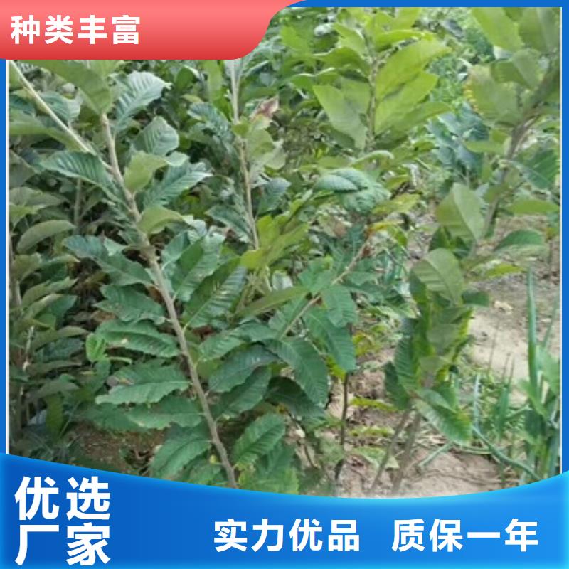 質(zhì)量好的板栗苗大型廠家