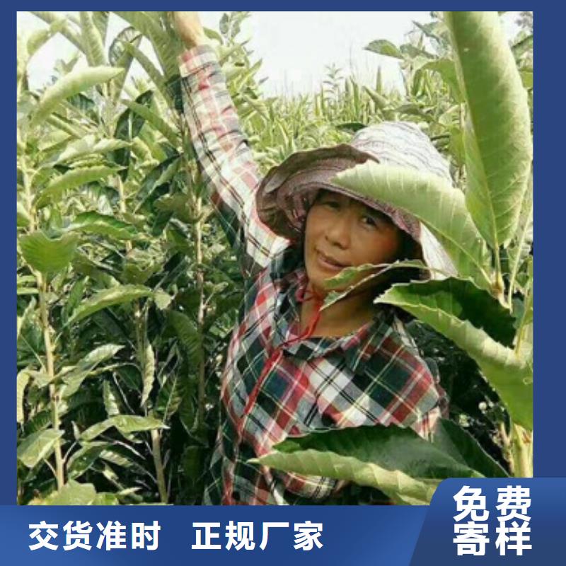 板栗苗報價及時