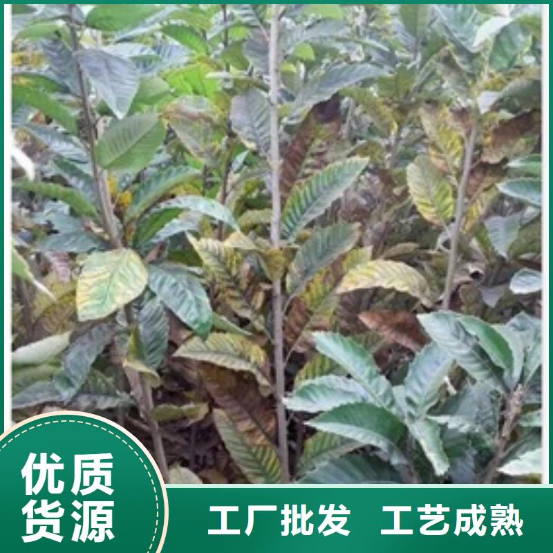 板栗苗-板栗苗免費寄樣