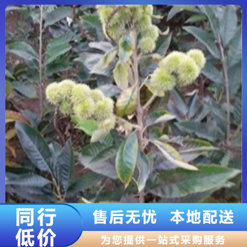 板栗苗質(zhì)量穩(wěn)定
