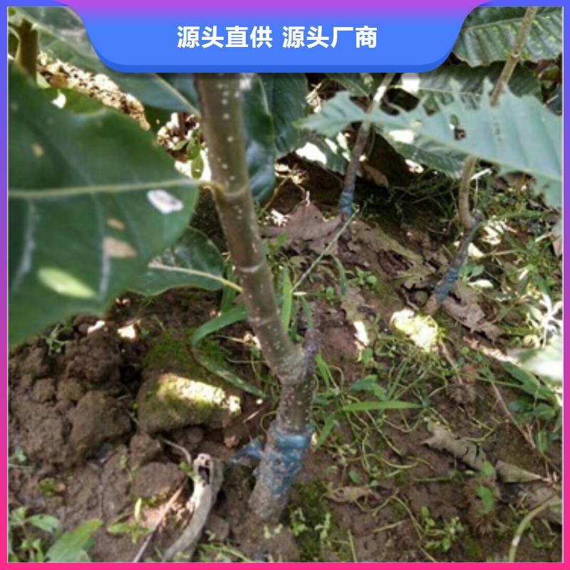 板栗苗廠家-興海苗木種植合作社