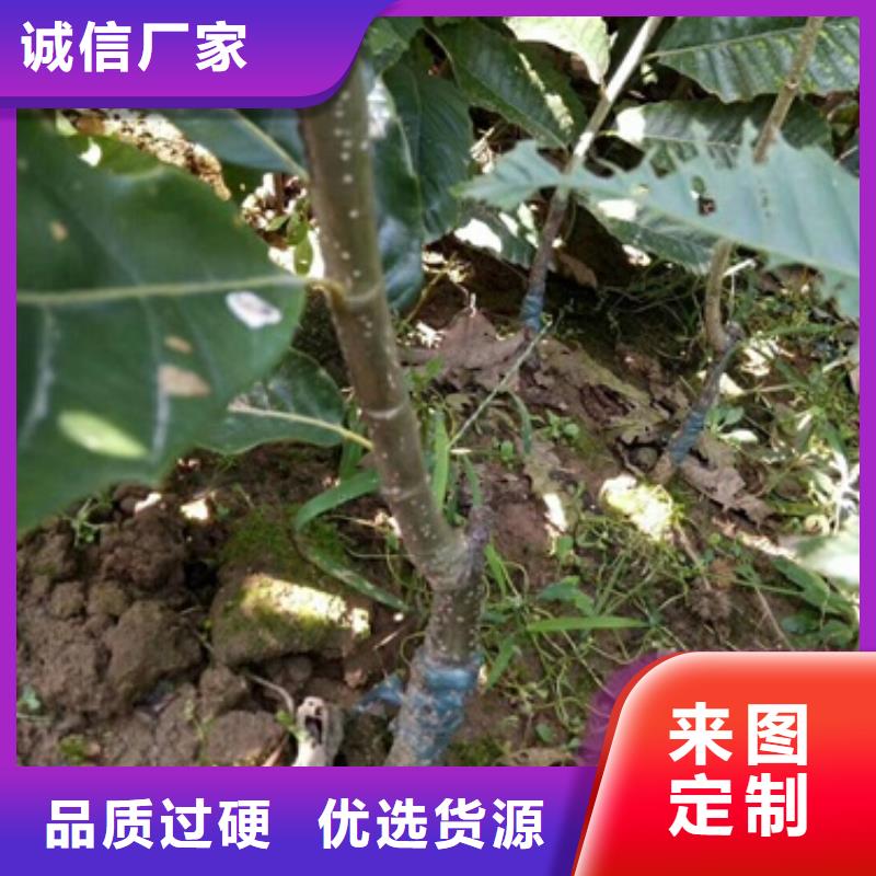 板栗苗價(jià)格行情走勢