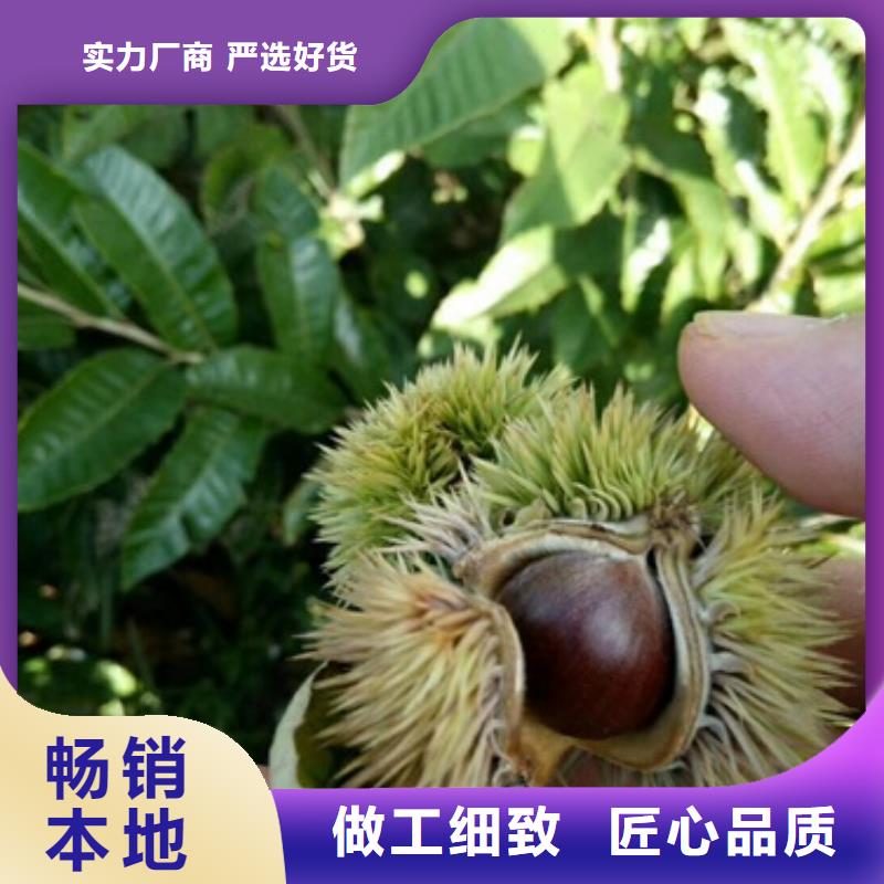 板栗苗廠家-性價比高