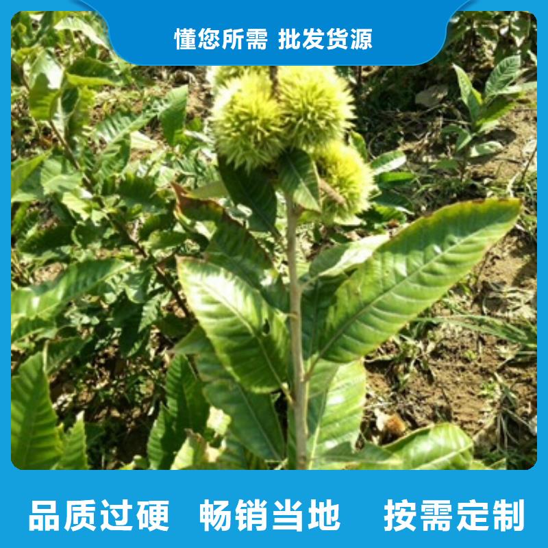 板栗苗-板栗苗免費寄樣海量貨源