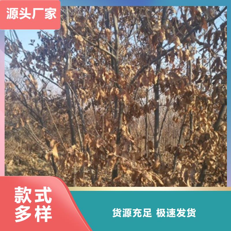 板栗苗-來電洽談