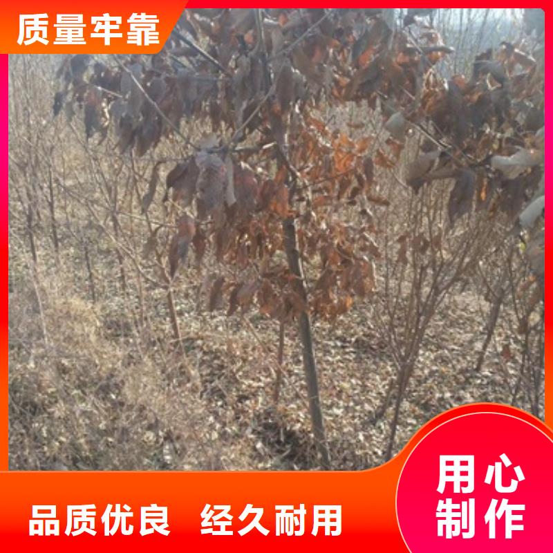 常年供應板栗苗-省錢
