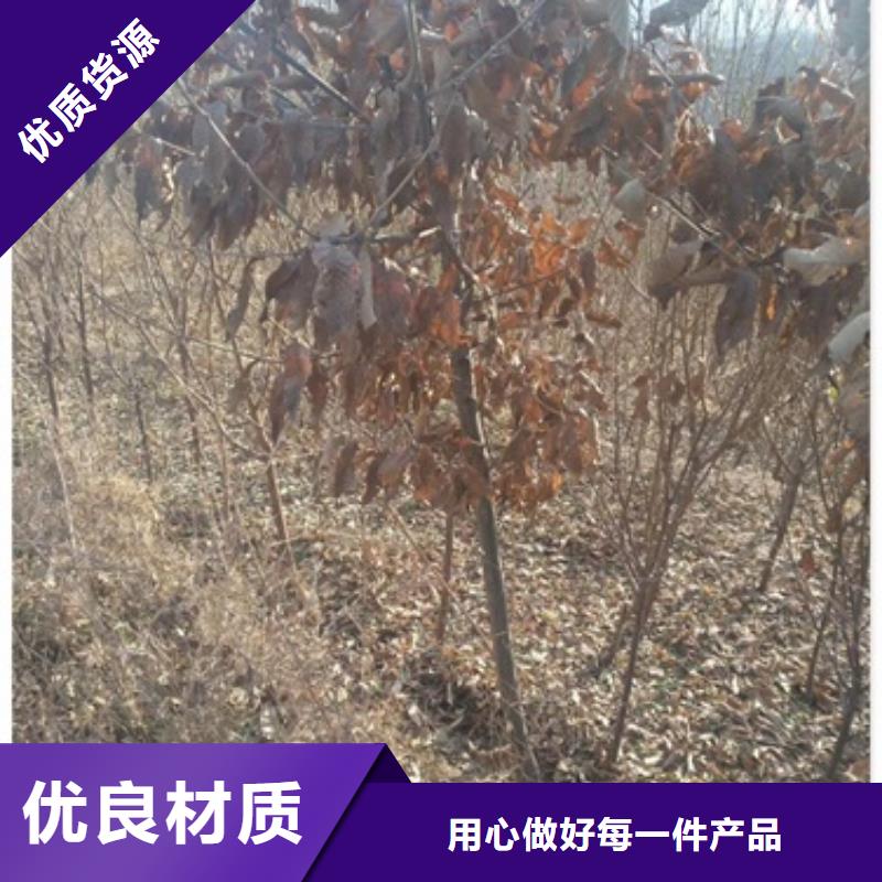 板栗苗定做_兴海苗木种植合作社【当地】服务商