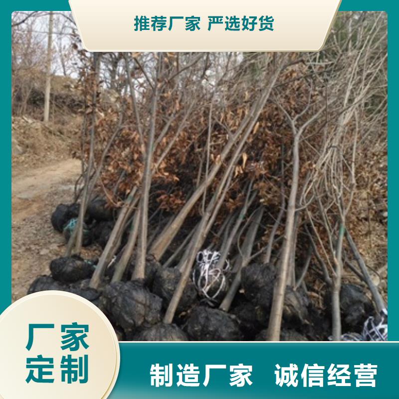 板栗苗實(shí)體大廠-放心選購(gòu)