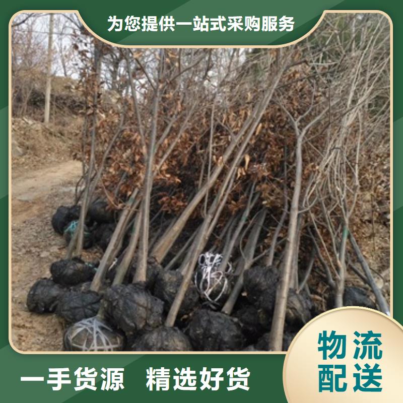 板栗苗-板栗苗免費寄樣