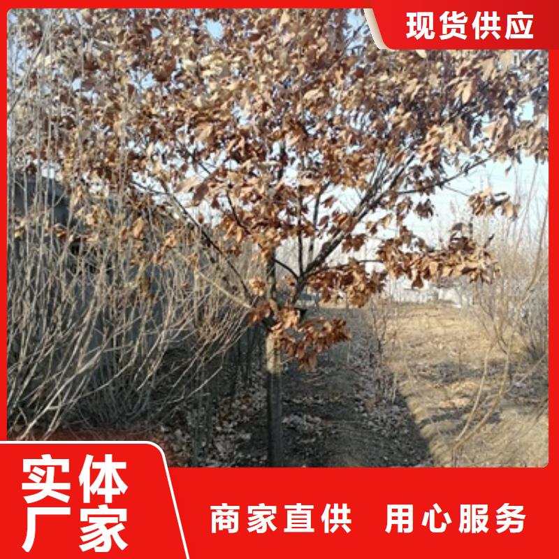 板栗苗來(lái)電報(bào)價(jià)