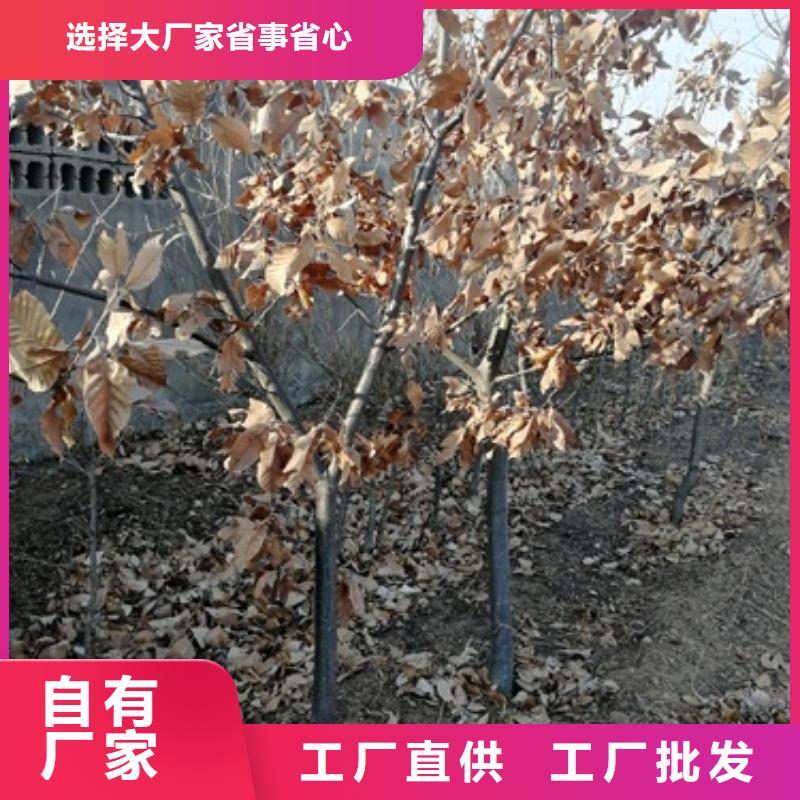 板栗苗量大價優