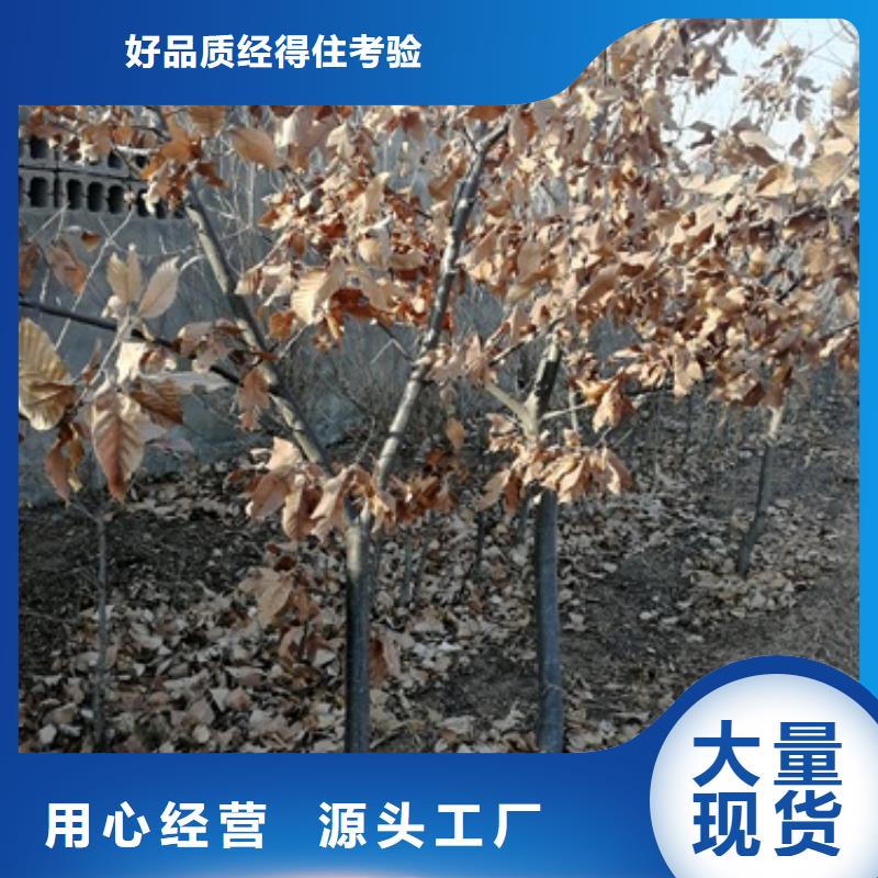 板栗苗-常規(guī)貨源當(dāng)天發(fā)出