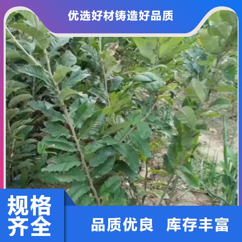 板栗苗廠家-興海苗木種植合作社