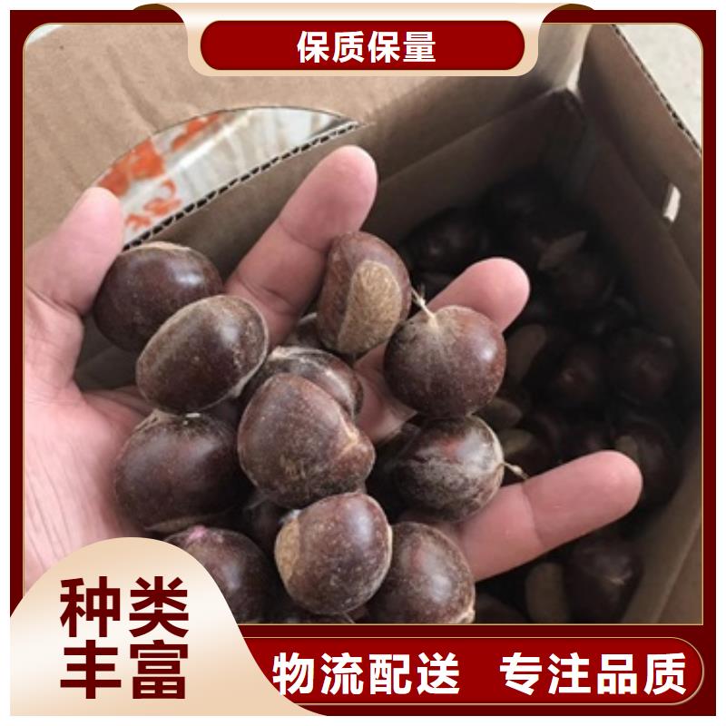板栗苗廠家長期供應