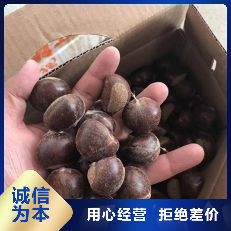 買板栗苗必看-質(zhì)量好