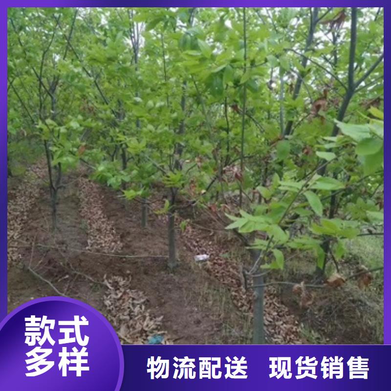 板栗苗-热线开通中<当地>制造商