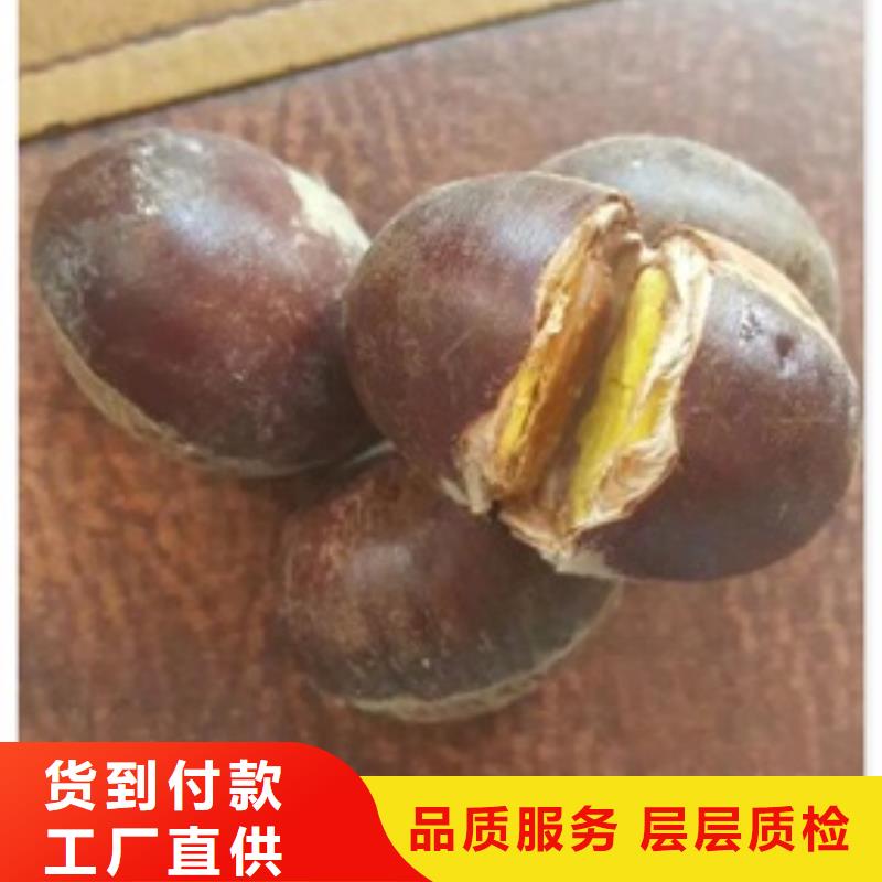 板栗苗低报价就近发货