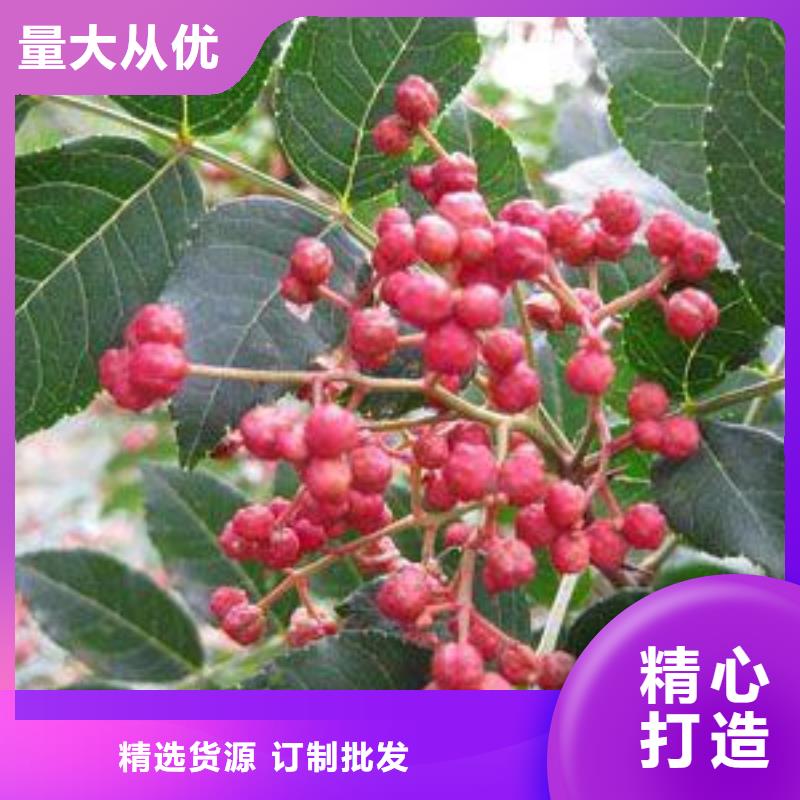 花椒苗廠家批發(fā)