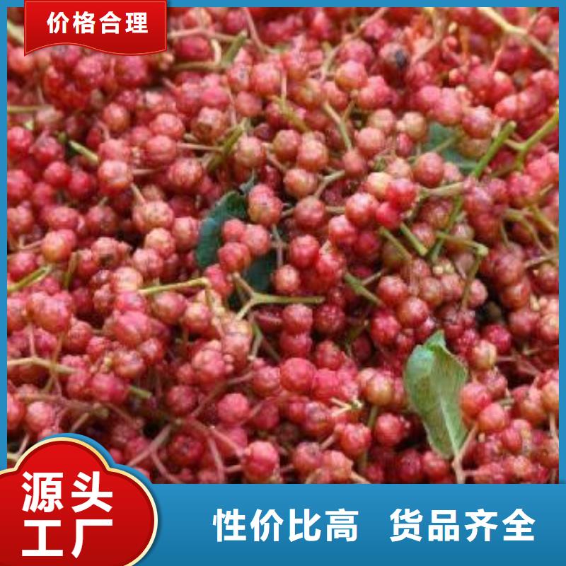 花椒苗廠家現貨銷售