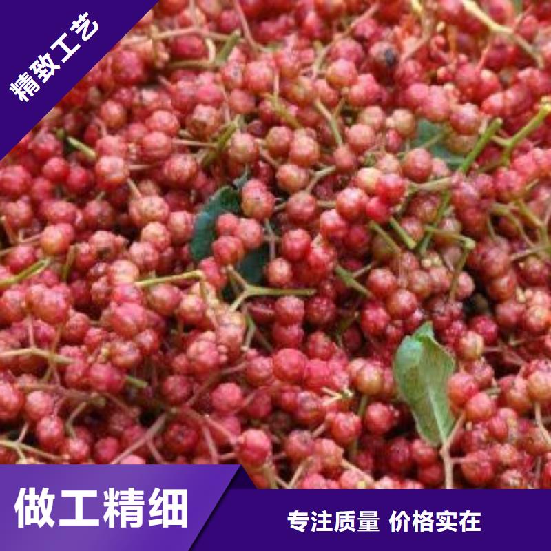 找花椒苗厂家选兴海苗木种植合作社