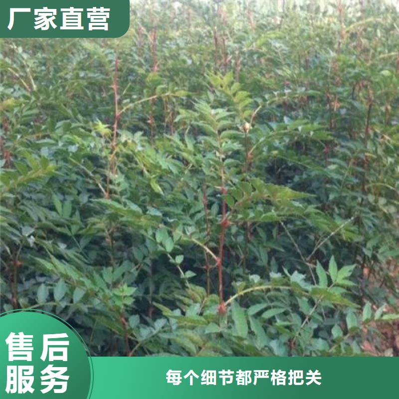 庫存充足的花椒苗經銷商