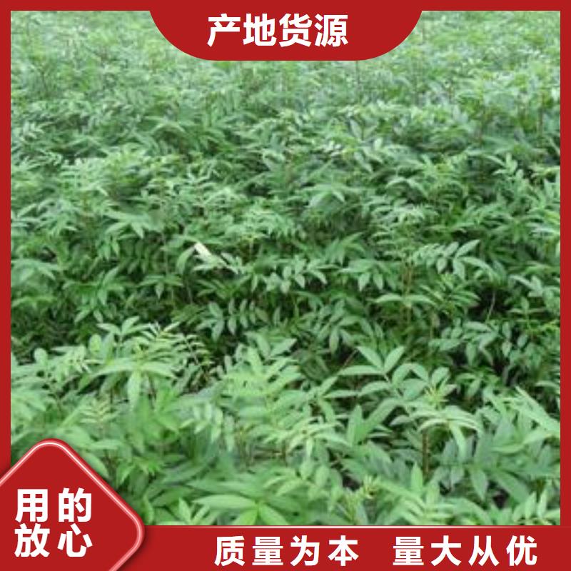 花椒苗廠家批發(fā)
