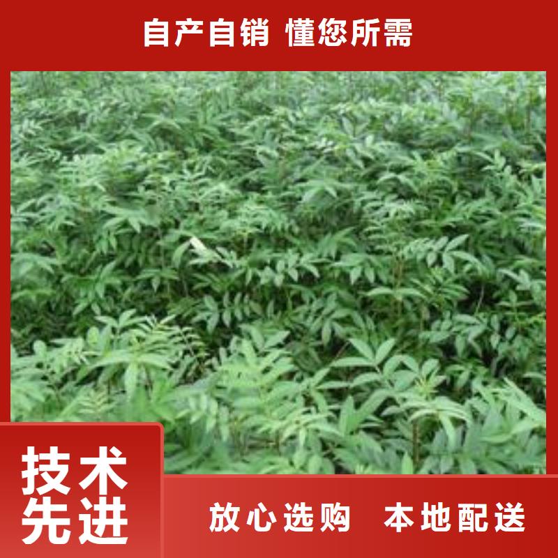 质量靠谱的花椒苗厂家