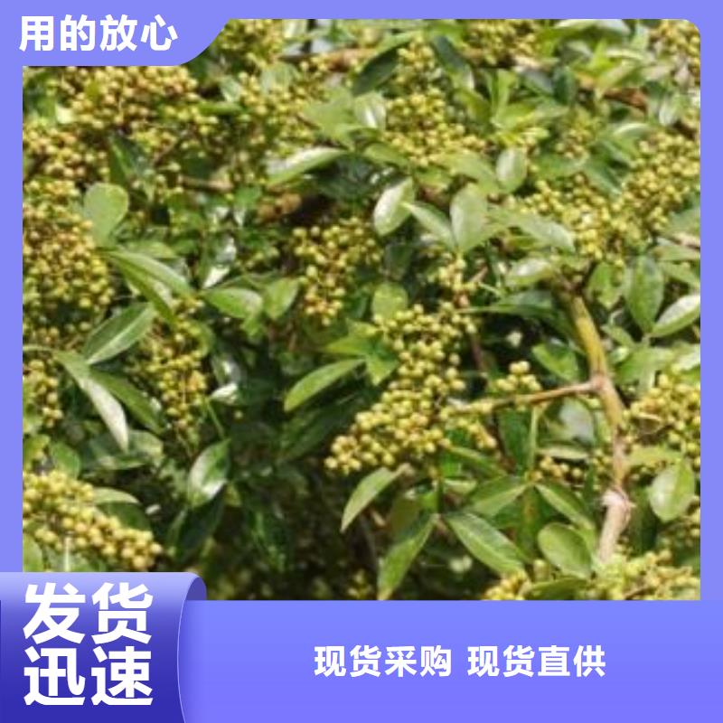 有現(xiàn)貨的花椒苗供貨商