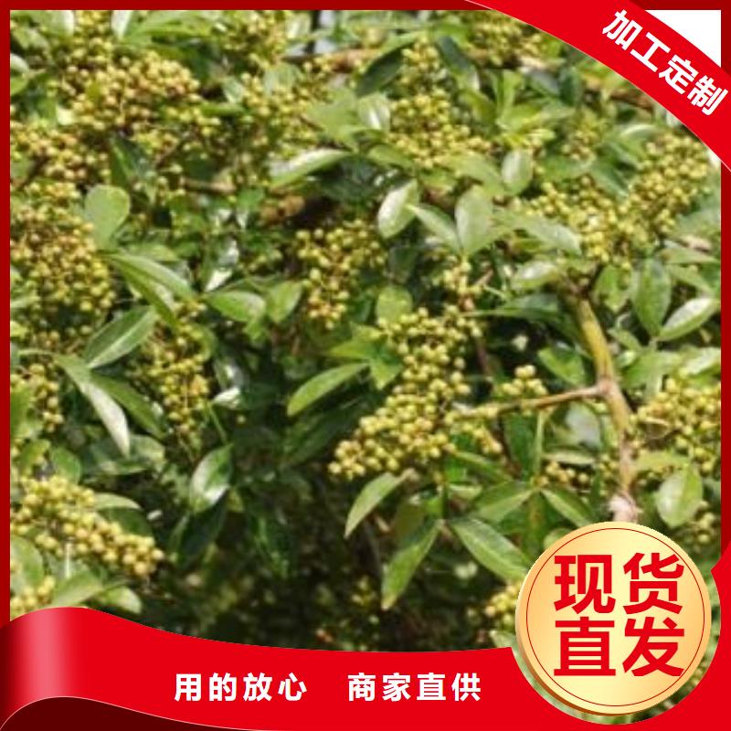 花椒苗免費郵寄樣品