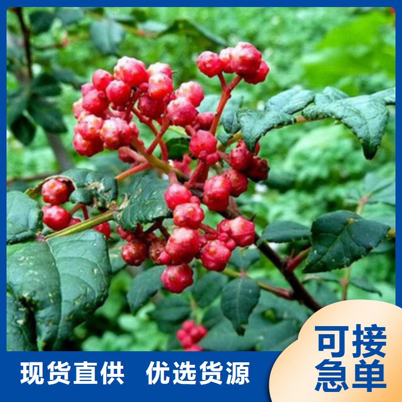花椒苗市场价