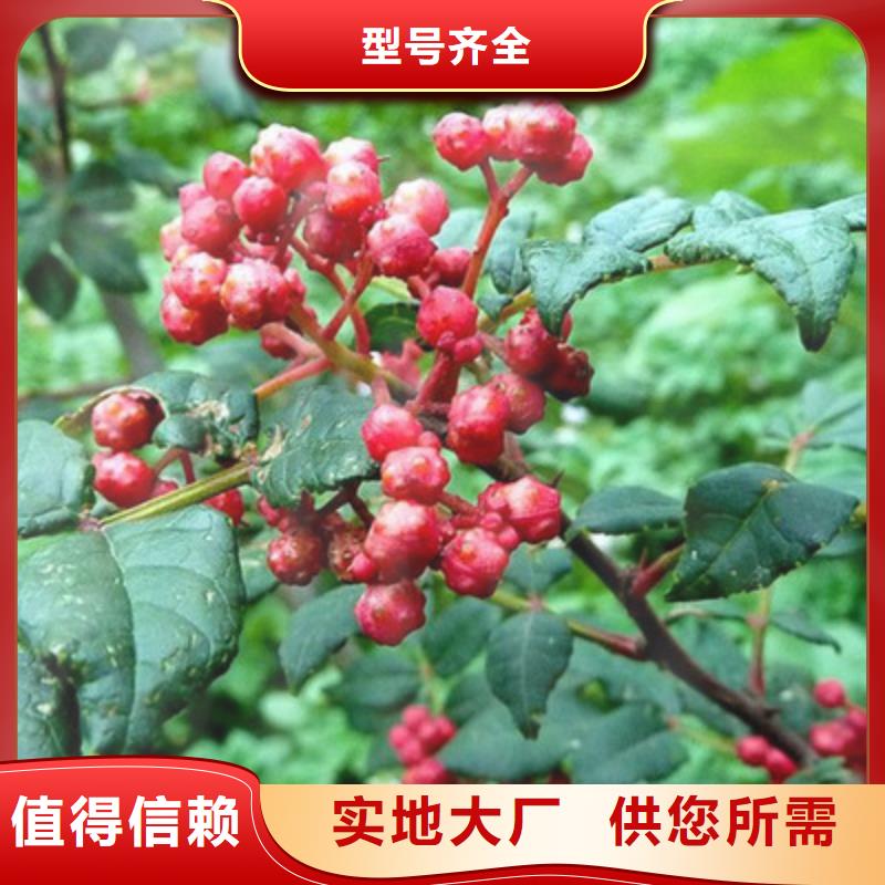 花椒苗貨源充足的廠家