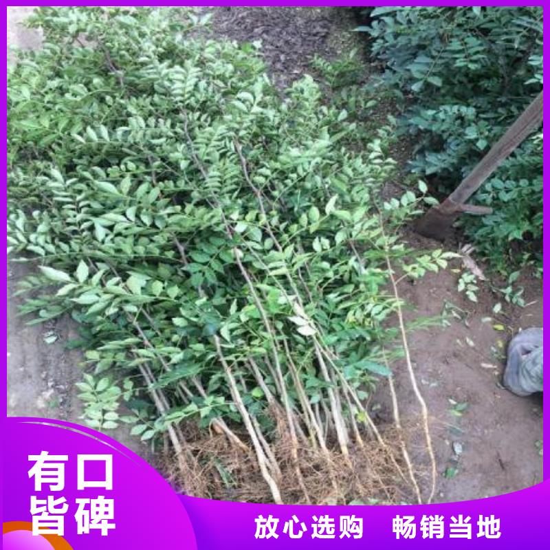 花椒苗定制,花椒苗采購(gòu)