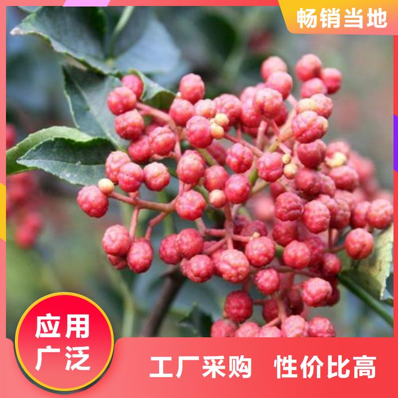 花椒苗市场价