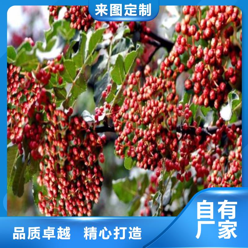 花椒苗貨源充足的廠家