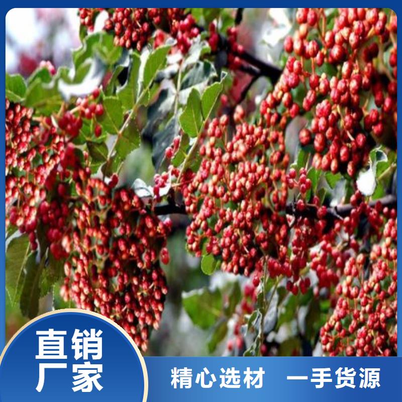 质量靠谱的花椒苗厂家