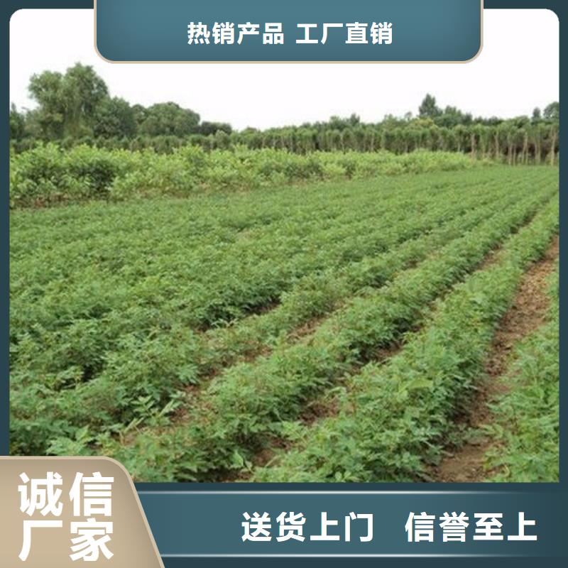 花椒苗直供廠家