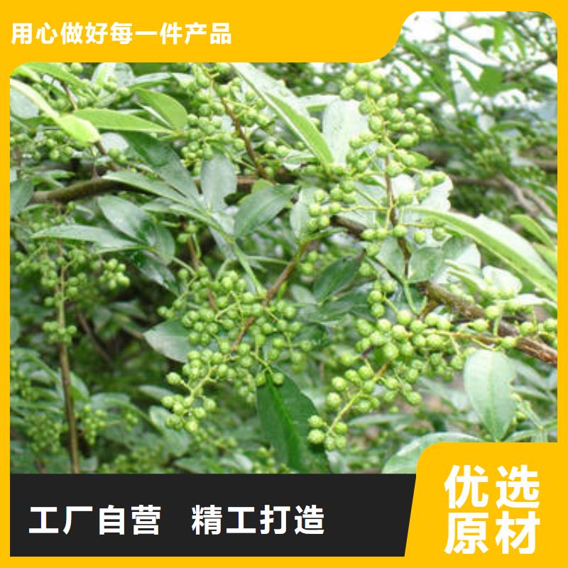 工期快的花椒苗厂家