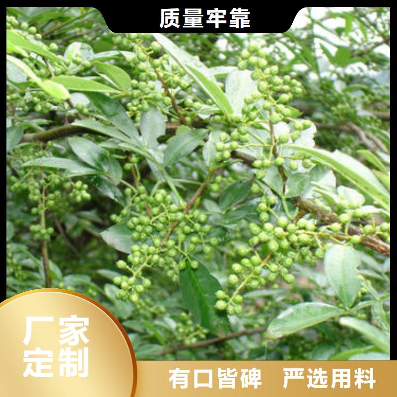 花椒苗更多详情点击