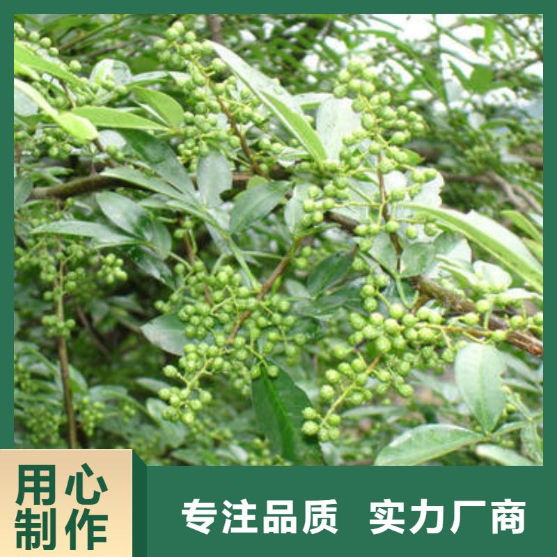 常年供應(yīng)花椒苗-放心