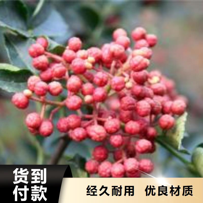 花椒苗广受好评